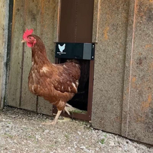 Načítať obrázok do zobrazovača galérie, Automatické dvere pre kuracie mäso
